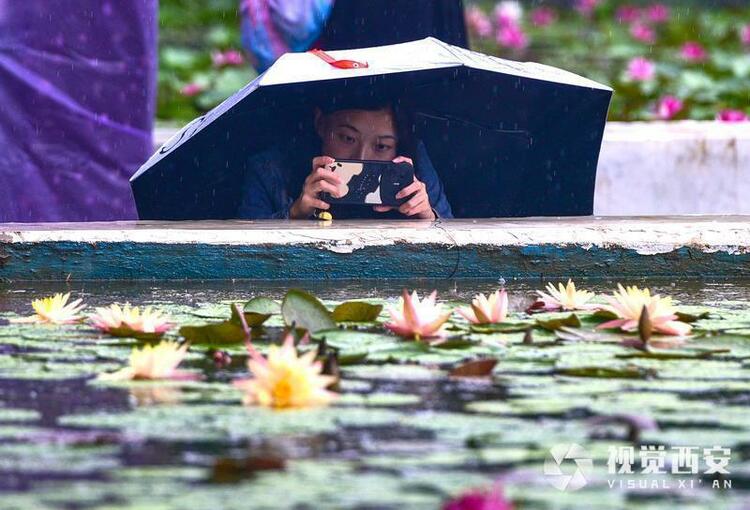 雨中荷塘入画来