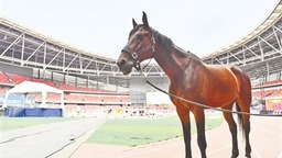 “郑州双世锦赛”6月7日起燃动绿城