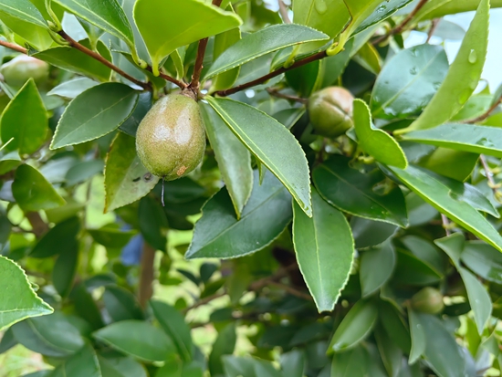 贵州思南： 8000亩油茶产业成富民“绿色银行”_fororder_油茶果1（何敏摄）