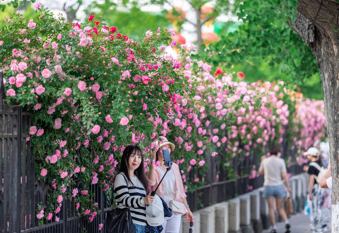 丹东：蔷薇花满墙，打卡正当时