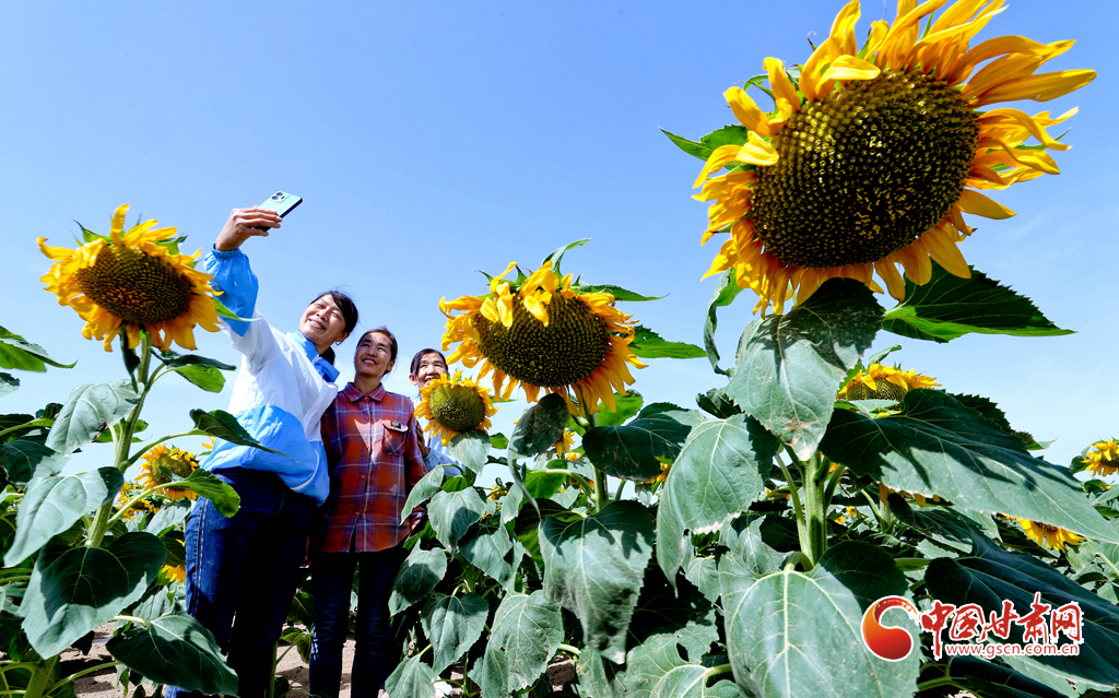 【陇拍客】高台：2万多亩向日葵盛开_fororder_第二 (2)