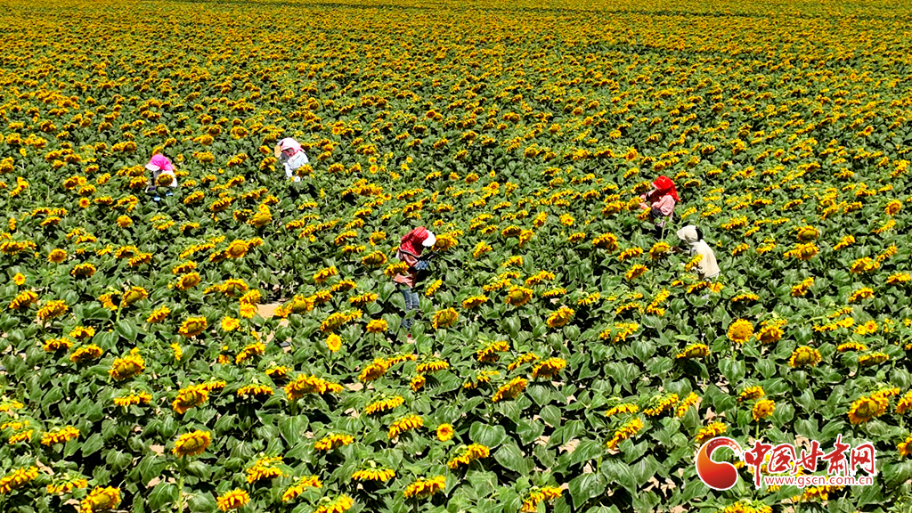【陇拍客】高台：2万多亩向日葵盛开_fororder_第二 (1)
