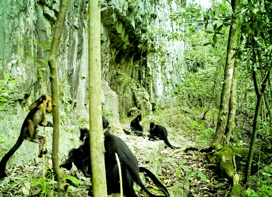 （社會）綏陽黑葉猴分佈躋身全球第二