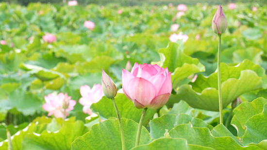 贵州惠水：七月荷花别样美 芙蕖满池迎客来_fororder_七月荷花别样美 芙蕖满池迎客来 (1)