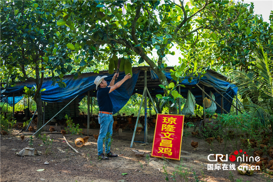 陈礼松：从物流老总到文昌鸡养殖户 追寻记忆中的味道_fororder_3e2d90d387b2443a92a31a7f9e26d285