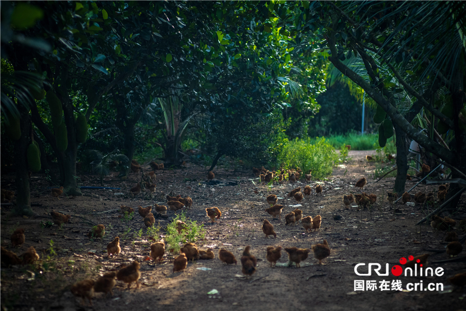 陈礼松：从物流老总到文昌鸡养殖户 追寻记忆中的味道_fororder_74450021eaca4f82b9ee89f81692f4d1