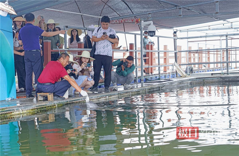 鹿鳴呦呦 江豚逐浪 荊楚大地成為“濕地精靈”棲息樂園_fororder_微信圖片_20240711095934