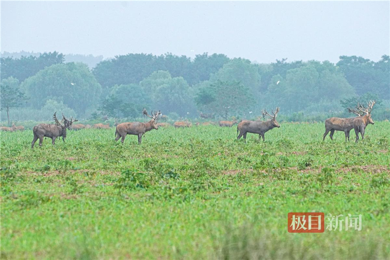 鹿鳴呦呦 江豚逐浪 荊楚大地成為“濕地精靈”棲息樂園_fororder_微信圖片_20240711095956