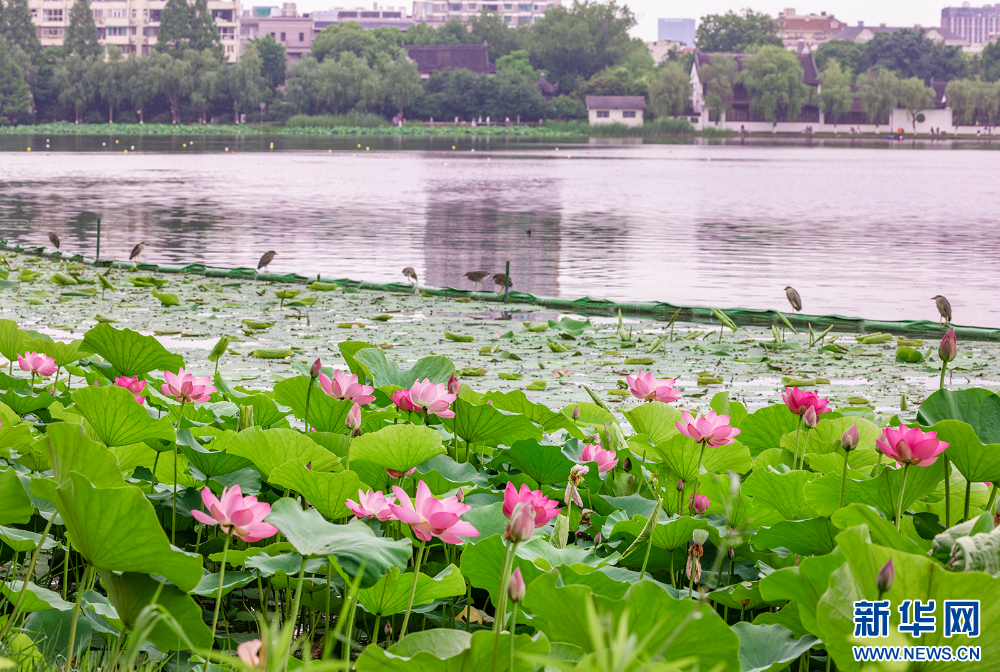 南京莫愁湖公園：小荷才露尖尖角 初夏賞荷正當時_fororder_2024060711aa7a6ae3ee4e81b27996a2dd4e1d20_20240607372b16809cb4493992df58f59ae85825