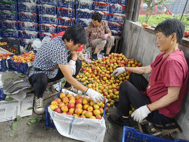 保定市满城区：热线助农保丰收 接诉即办暖民心_fororder_大批成熟的杏 摄影 陈璐