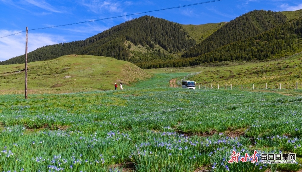 满目青绿微风漾 马兰花开十里香 甘肃白银景泰寺滩草原等你来打卡_fororder_7