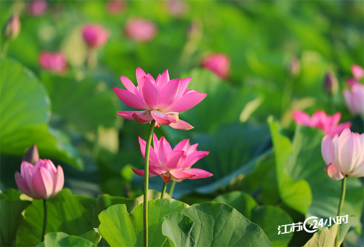 云龙湖荷花图片