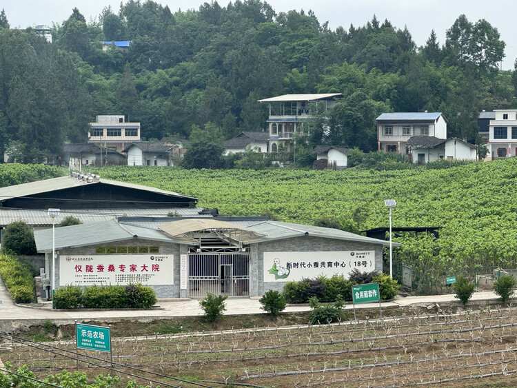 （转载）川中北蚕桑产业集群获得国家立项 老牌蚕桑产业大省如何蓄势“破茧”？