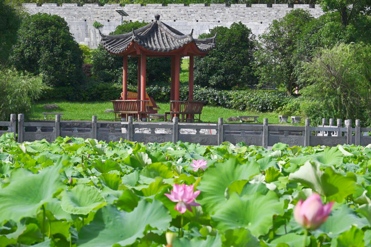 桂林靈川：荷花盛開 夏意滿塘_fororder_圖片1