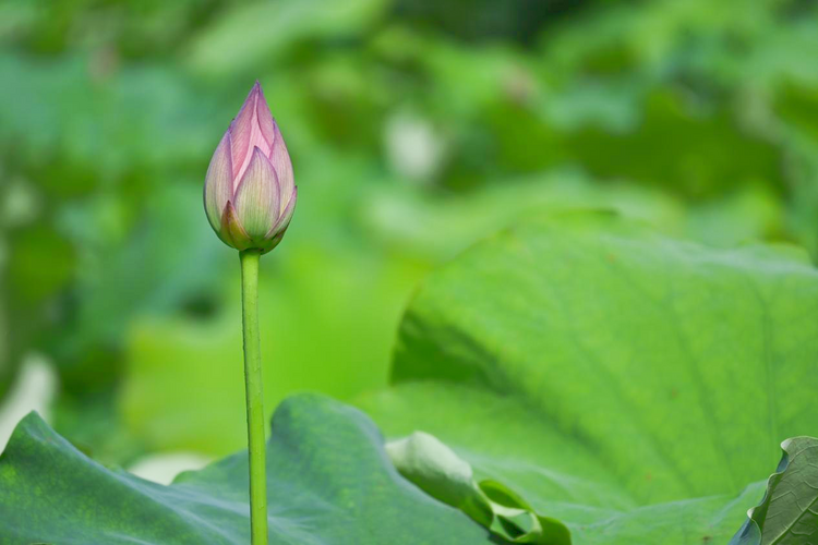 桂林靈川：荷花盛開 夏意滿塘_fororder_圖片4