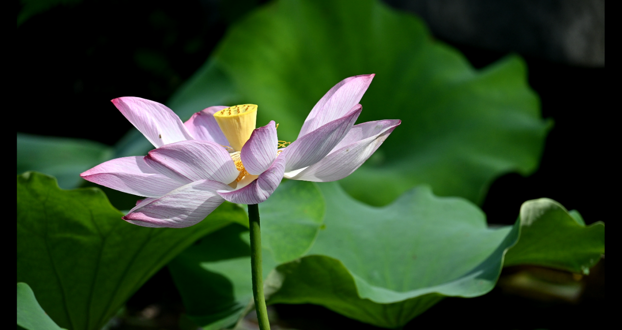 桂林靈川：荷花盛開 夏意滿塘_fororder_圖片2