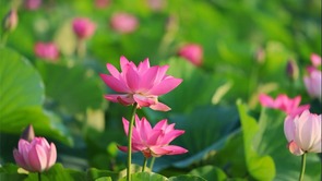  Xuzhou: Yunlong Lake lotus blooms