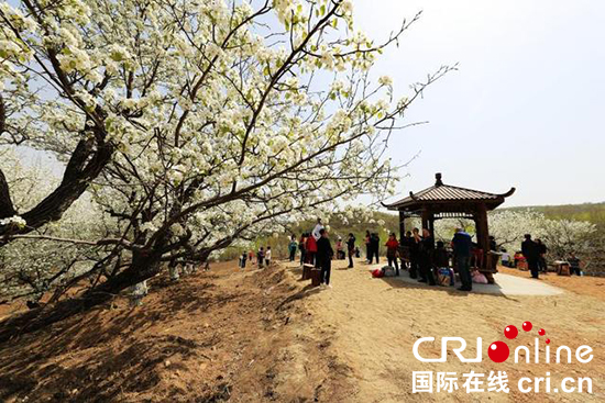 莲花山梨花节地址图片