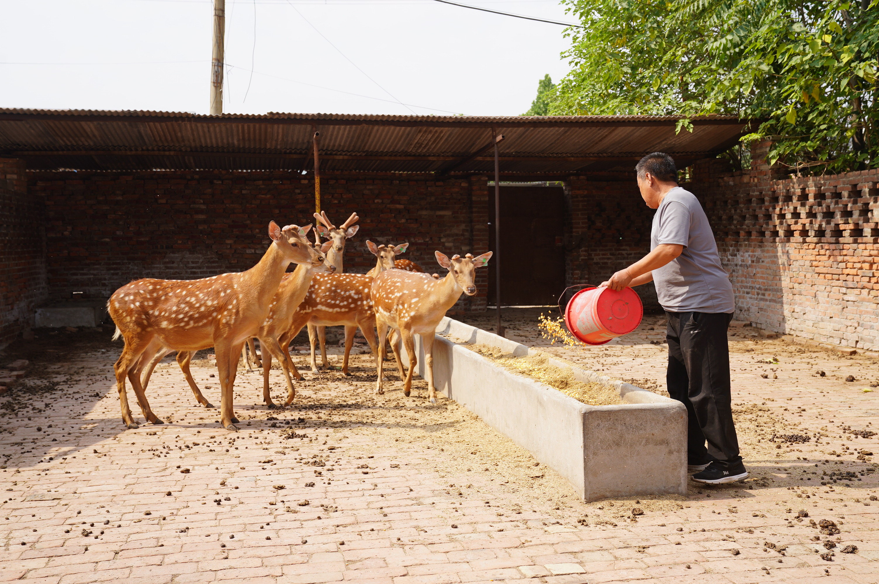 河北邢台经济开发区：乡村振兴 致富有“鹿”_fororder_1 (2).JPG