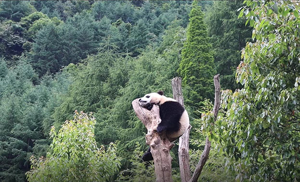 三校志愿者齐聚神树坪 深度体验大熊猫保护之旅_fororder_大熊猫贤贤仔-摄影-王璐