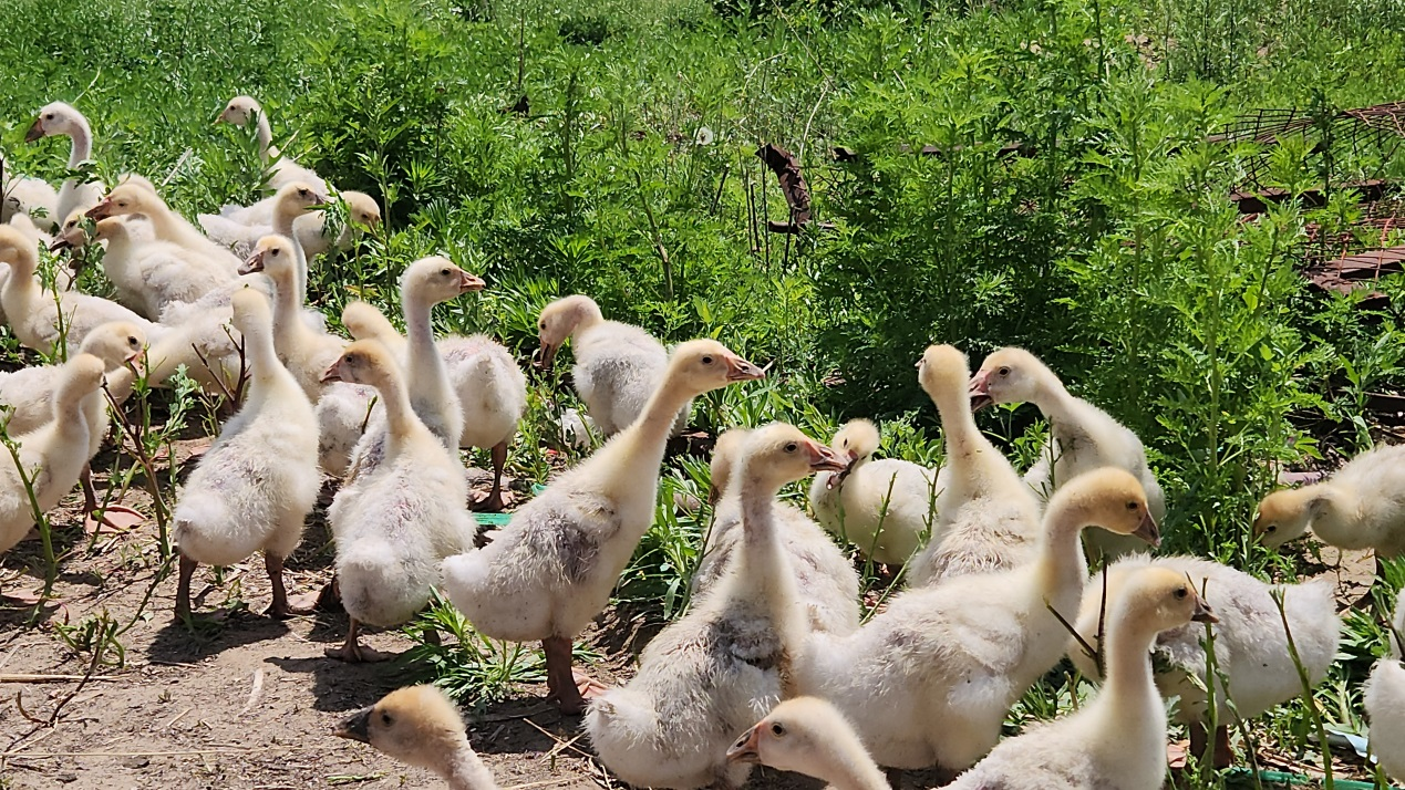 中国建设银行大庆分行：“贷”动乡村大鹅养殖“新引擎”_fororder_图片2