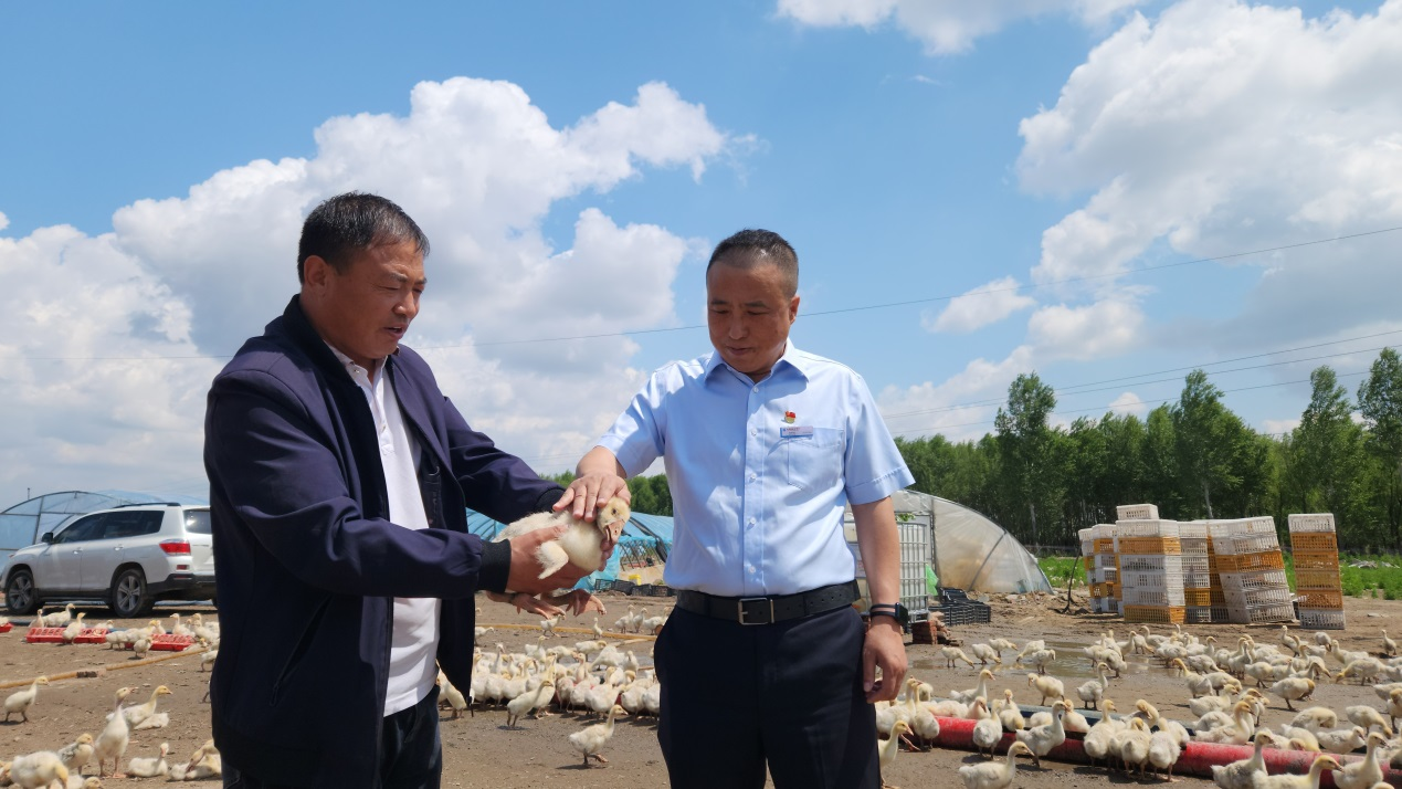 中国建设银行大庆分行：“贷”动乡村大鹅养殖“新引擎”_fororder_图片1