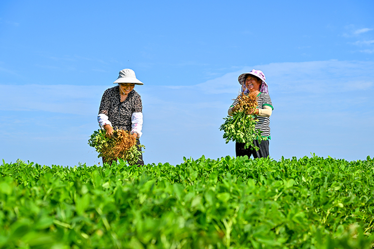 眉山仁寿：花生丰收谱新篇 乡村振兴展笑颜_fororder_村民露出喜悦的笑容-摄影-潘建勇