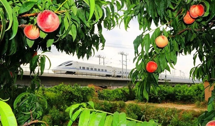 【原创】甘肃天水秦安蜜桃上榜2024年国家级地理标志保护工程实施名单_fororder_6