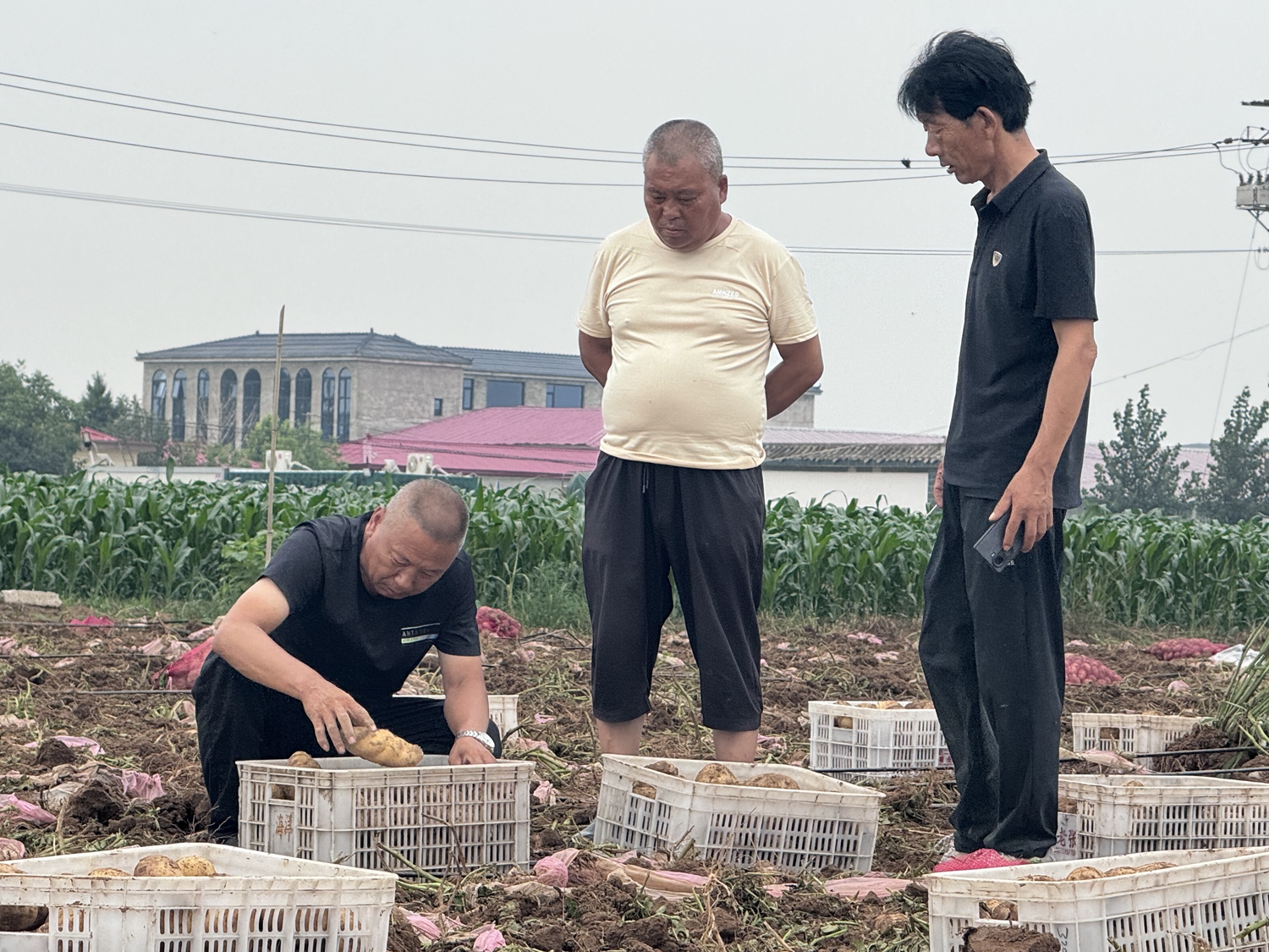 保定市满城区：增收添“薯”光 马铃薯喜迎丰收_fororder_将马铃薯分拣、装箱 摄影 曹萌