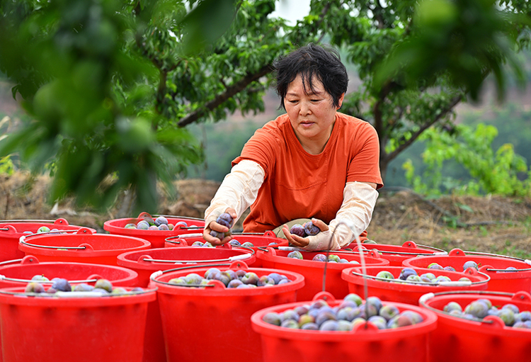 四川仁寿：李子丰收 助农增收_fororder_6月15日，在仁寿县青岗乡盘龙村，当地村民正在整理李子。006