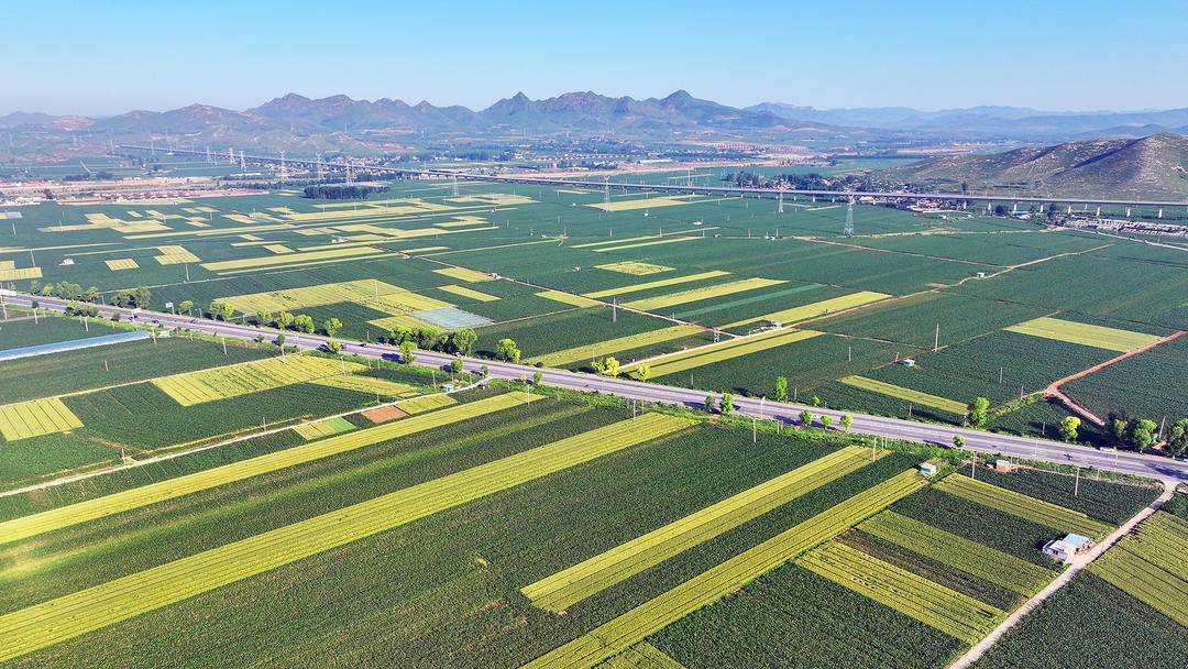 朝陽：夏日豐收景，大地美如畫