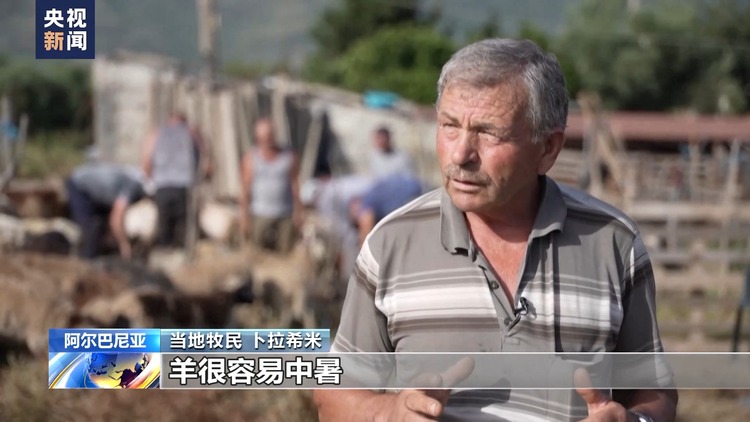 高温来袭 阿尔巴尼亚牧民提前开启“剪毛季”