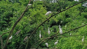 重庆长寿：鹭鸟立枝头 似绿色“五线谱”上的“音符