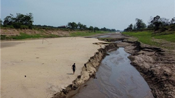 巴西亚马孙州面临严重旱情 已有20个城市处于紧急状态