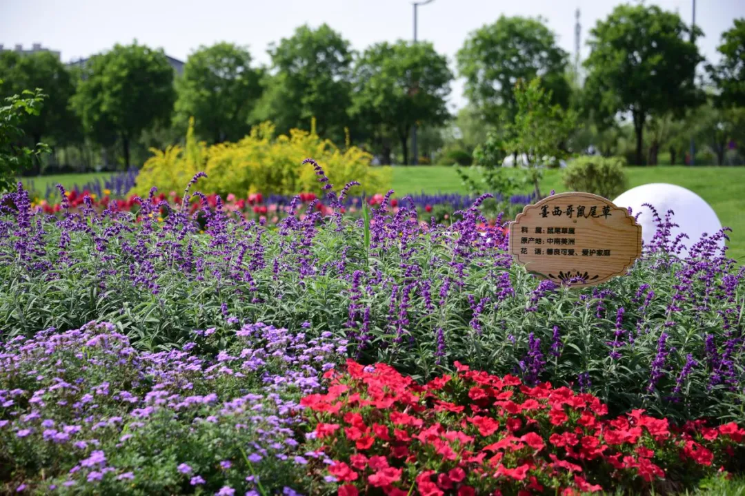 【镜观陕西·第24期】西安北，来看“海”啊！_fororder_图片8