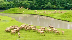 江苏泰州：生态湿地 和谐共生