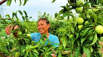  Sichuan Renshou: Plum harvest helps farmers increase income