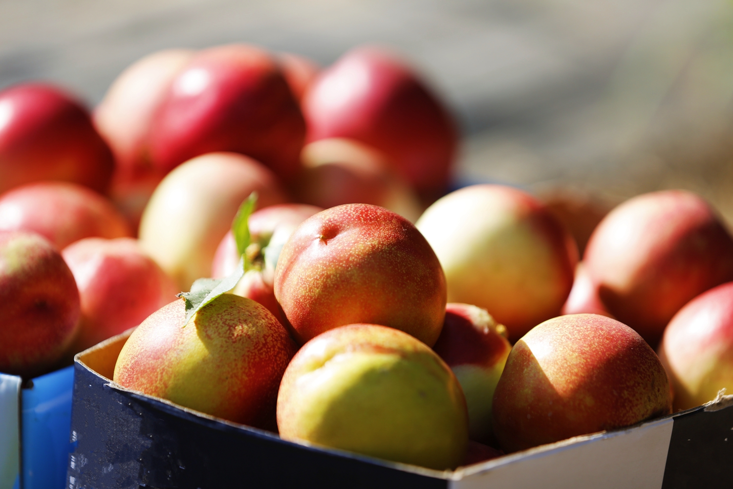 保定市满城区：满城桃香飘四海_fororder_个大饱满的油桃 摄影 田素然