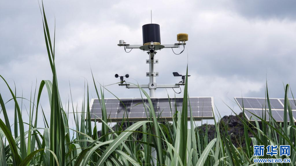 廣西:機械化生産智慧化管護提升甘蔗生産效能