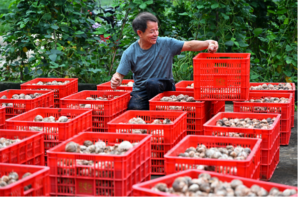 眉山仁寿：大棚食用菌助农增收_fororder_未标题-4