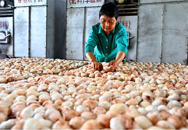 眉山仁寿：大棚食用菌助农增收_fororder_未标题-5