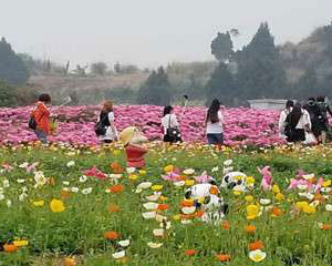 成都金堂“花田广兴”芍药花旅游文化节开幕 成都金堂“花田广兴”芍药花旅游文化节开幕_fororder_未标题-1