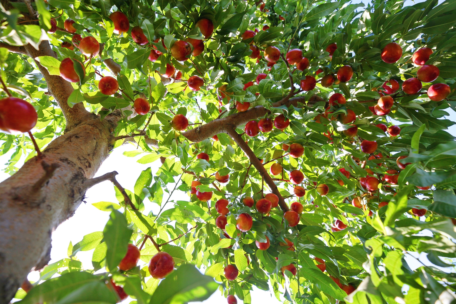 保定市满城区：满城桃香飘四海_fororder_成熟的油桃挂满枝头 摄影 田素然