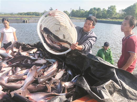 东兴龙头企业带动现代海洋渔业腾飞