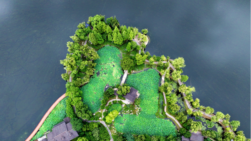俯瞰南京莫愁湖荷花园：一湖碧玉向云天