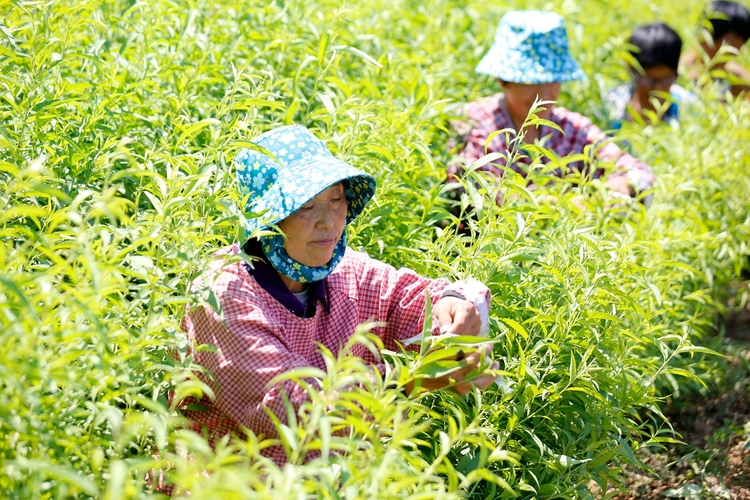 保定市满城区：满城桃香飘四海_fororder_工人嫁接桃树苗 摄影 田素然
