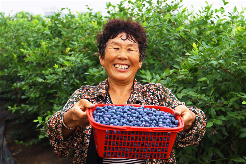 南陽社旗：藍莓産業育出“多薪族”_fororder_果農展示剛剛採摘的藍莓 攝影 王小軍.JPG