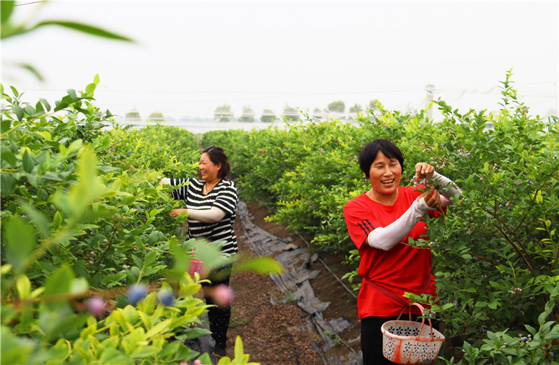 南陽社旗：藍莓産業育出“多薪族”_fororder_果農正忙著採摘藍莓 攝影 王小軍.JPG