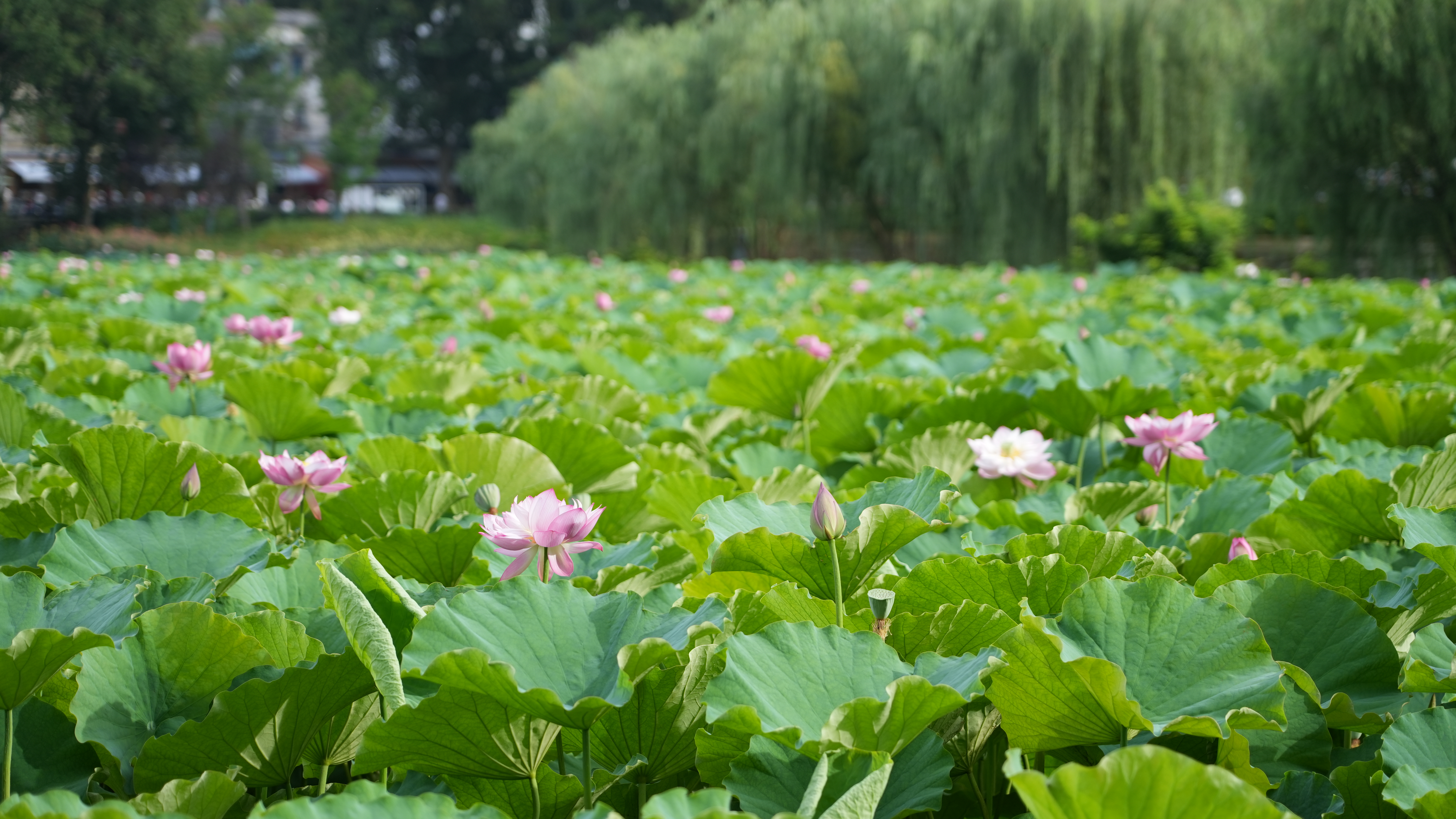 玩水賞景總相宜！來貴州抓住夏天的尾巴