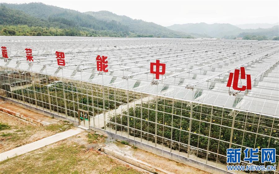 江西全南：探访高山蔬菜种植地